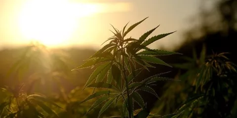 Comment le chanvre peut-être un bon isolant solutionera.jpg (298.26 Ko)