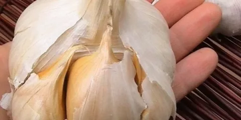 Comment utiliser l’ail dans la culture maraîchère-LastGuide1.jpeg (