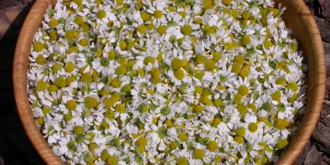 Comment utiliser la camomille pour ses propriétés bénéfiques-LastGuide.jpeg