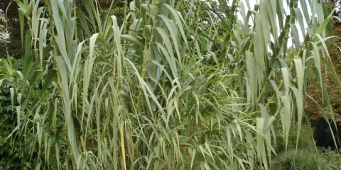 Comment utiliser la canne de Provence dans le jardin-LastGuide1.jpeg 