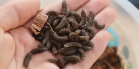 Comment créer son élevage domestique de mouches soldats noires-LastGuide1.jpeg