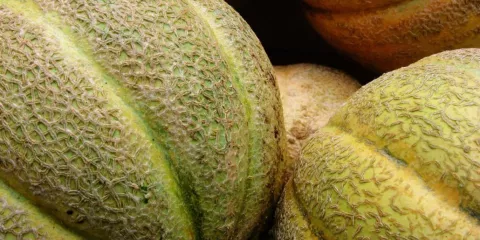 Comment cultiver les melons de Montréal et d'Oka-LastGuide1.jpeg