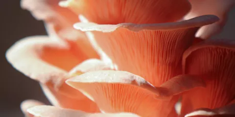 Comment cultiver les pleurotes-LastGuide1.png