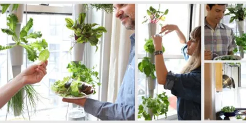 Comment cultiver ses légumes en appartement solutionera.png (1.16 Mo) 