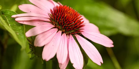 Comment élaborer un petit jardin de plantes médicinales-LastGuide.JPG
