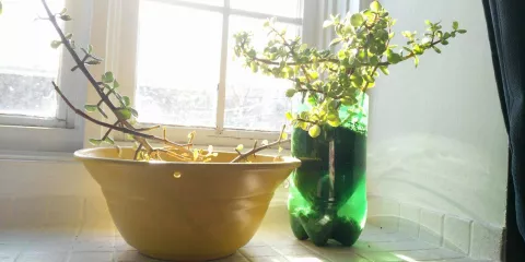 Comment fabriquer une mini-serre avec des bouteilles plastiques solutionera.jpg (89.6 Ko)