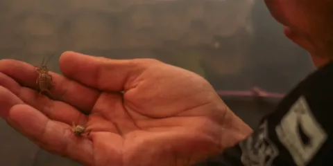 Comment faire l’élevage de grillons comestibles-LastGuide.png 