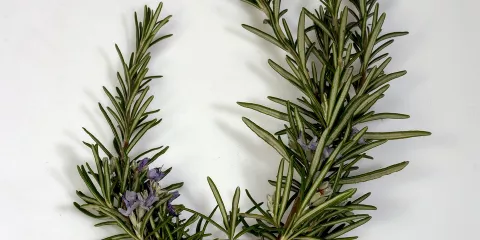 Comment faire un sirop de thym et de romarin-LastGuide.jpeg 