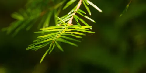 Comment faire une tisane à base de plantes médicinales-LastGuide1.jpg