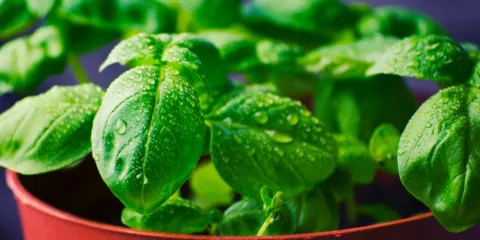 Comment favoriser l'autosuffisance alimentaire avec des cultures à l'intérieur de notre domicile solutionera.jpg (92 Ko) 