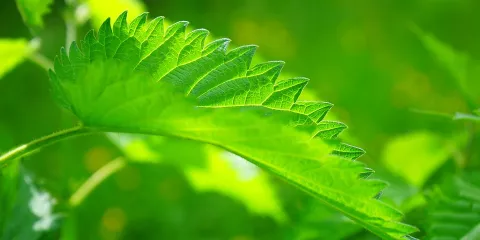 Comment utiliser des herbes médicinales en tisanes pour avoir des cheveux en santé -LastGuide1.jpeg 