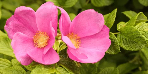 Comment utiliser la rose pour ses propriétés en herboristerie-LastGuide1.jpeg 