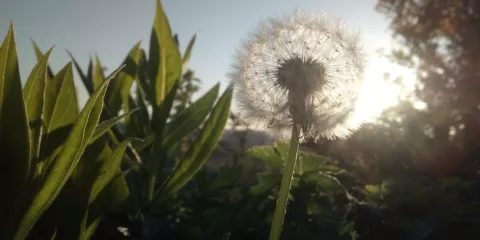 Comment augmenter son autonomie et sa vitalité par l’herboristerie solutionera.jpg (82.48 Ko)