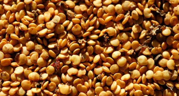 Comment bien choisir ses semences?