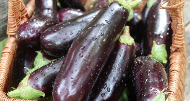Comment cultiver l'aubergine?