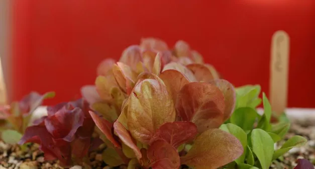 Quand démarrer les semis de laitue?