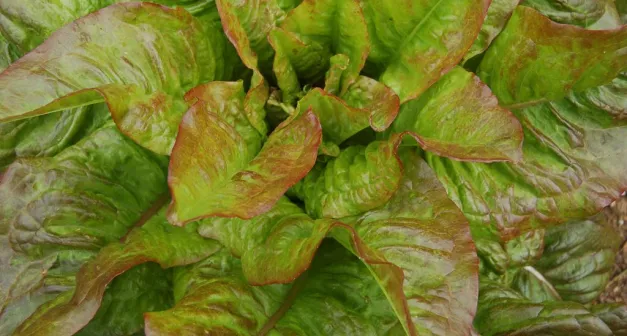 Comment cultiver la laitue?