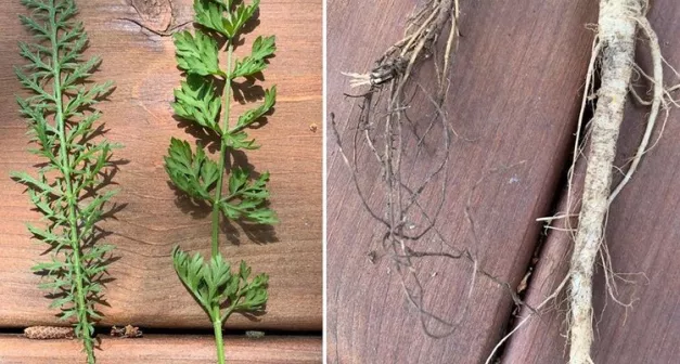 Comment différencier l'achillée millefeuille et la carotte sauvage avant leur floraison ?