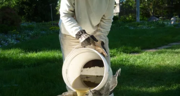 Quand utiliser le purin d'ortie au jardin?