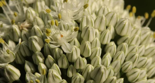 Comment produire des semences d'oignon?