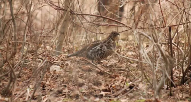 Qu'est-ce que ça donne de changer son attitude en forêt ?