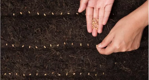 Quand démarrer les semis?