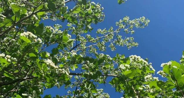 Quels sont les bienfaits de l'aubépine ? 