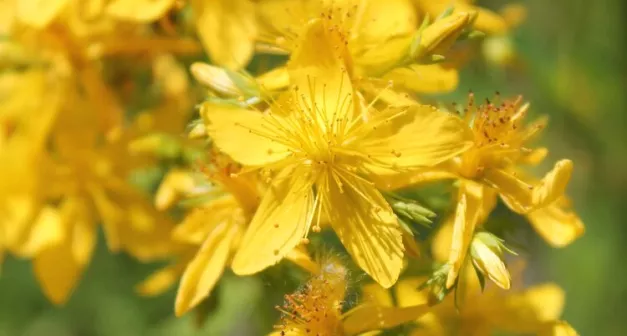 Quels sont les bienfaits du millepertuis ?