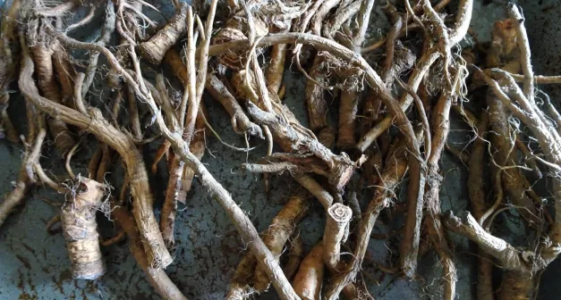 Comment préparer une décoction?