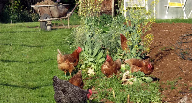 Quel livre sur l'autonomie alimentaire est indispensable? La Maison rustique du XIXème siècle