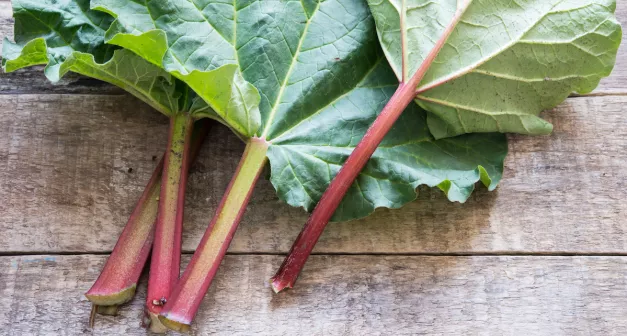 Quels légumes perpétuels avoir dans son jardin? La rhubarbe