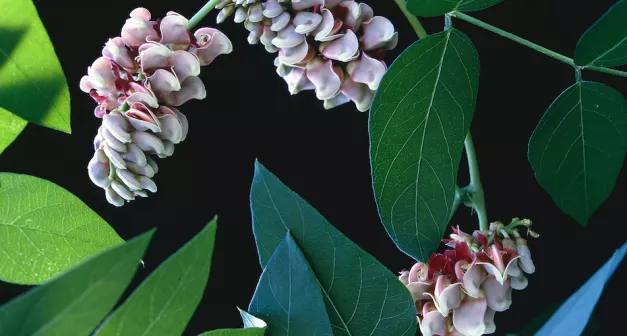 Quels légumes perpétuels avoir dans son jardin? La glycérine tubéreuse