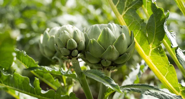 Quels légumes perpétuels avoir dans son jardin? L'artichaut