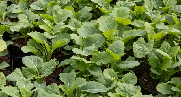 Quels légumes perpétuels avoir dans son jardin? Le chou de Daubenton