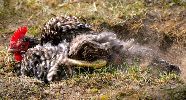 Comment prévenir les maladies des poules?