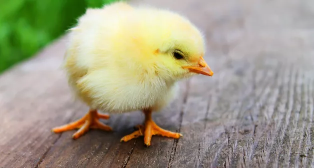 Comment avoir des poussins? Last Guide