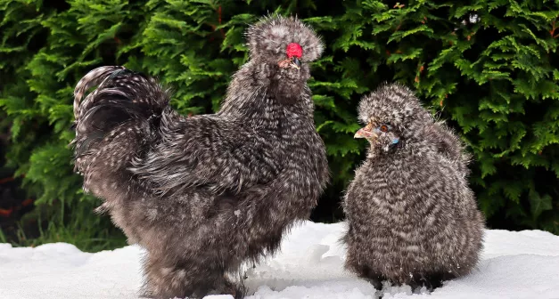 Quelle race de poule choisir? Last Guide 