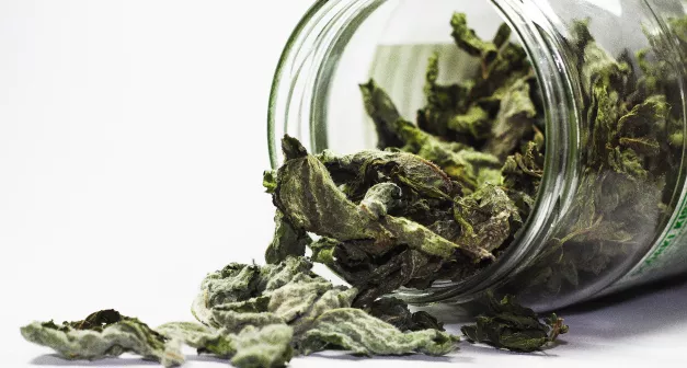 Quels légumes, plantes aromatiques ou médicinales faire sécher et comment les valoriser en cuisine? Last Guide