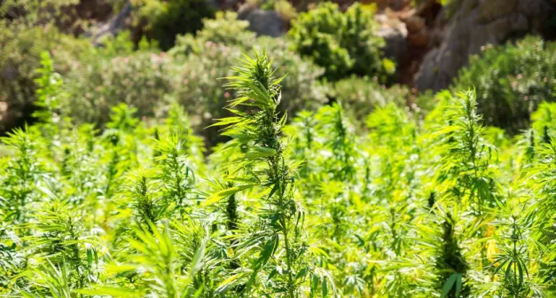 Comment évaluer efficacement l'isolation écologique du chanvre et du béton de chanvre solutionera.jpg (192.7 Ko) 