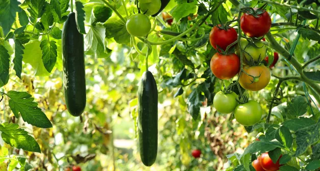 Comment étêter les plants-LastGuide-Crédit photo_ Planet_Fox by Pixabay.jpg 