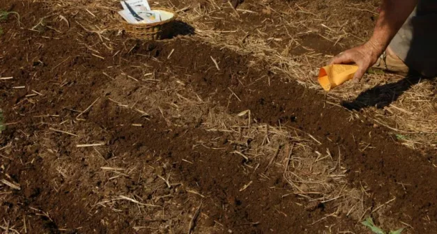 Comment faire des semis directs-LastGuide3.jpeg