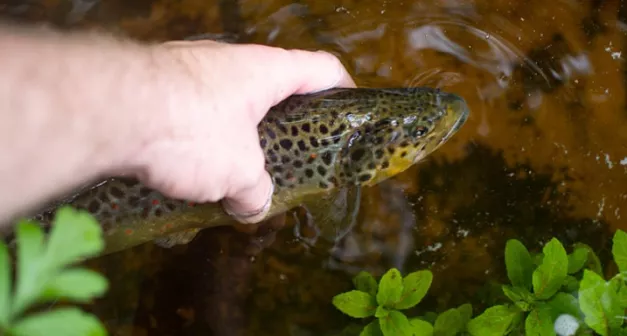 Comment fonctionne l’aquaponie Solutionera.jpg (342.42 Ko)