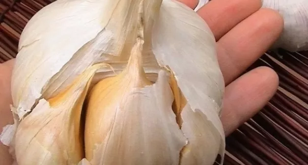 Comment utiliser l’ail dans la culture maraîchère-LastGuide1.jpeg (