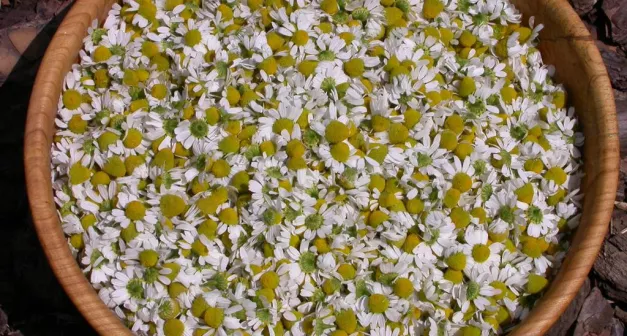 Comment utiliser la camomille pour ses propriétés bénéfiques-LastGuide.jpeg