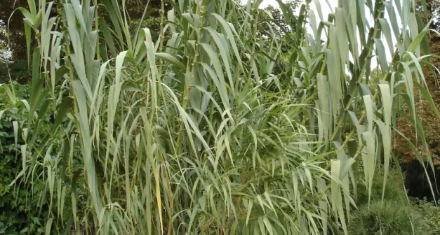 Comment utiliser la canne de Provence dans le jardin-LastGuide1.jpeg 