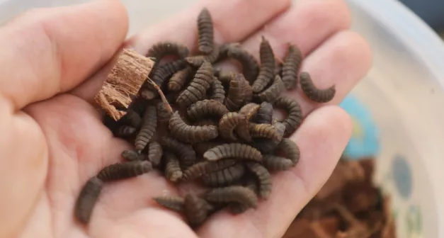 Comment créer son élevage domestique de mouches soldats noires-LastGuide1.jpeg