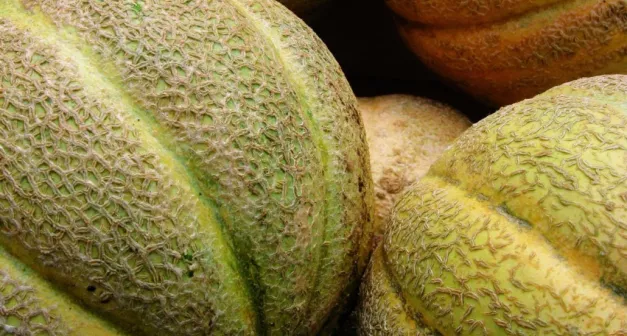 Comment cultiver les melons de Montréal et d'Oka-LastGuide1.jpeg