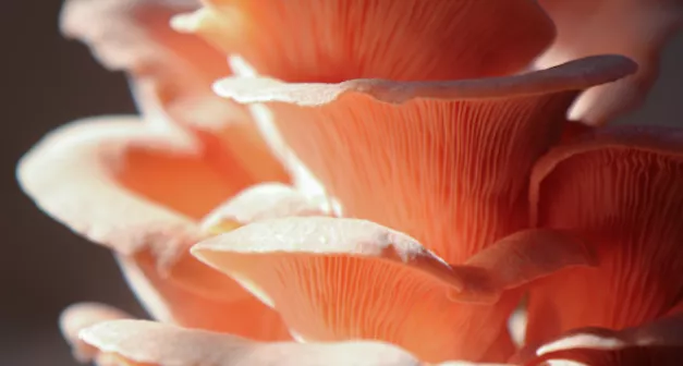 Comment cultiver les pleurotes-LastGuide1.png