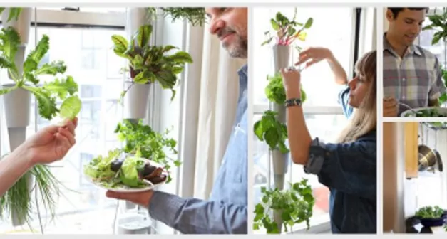 Comment cultiver ses légumes en appartement solutionera.png (1.16 Mo) 