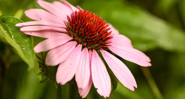 Comment élaborer un petit jardin de plantes médicinales-LastGuide.JPG